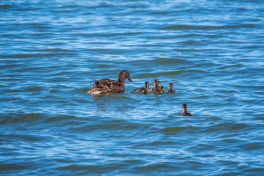 Bir ördek ailesi, bir ördek ve küçük ördekleri suda yüzüyorlar. Ördek yeni doğan ördek yavrularıyla ilgilenir. Ördek yavruları hep birlikte. Mallard, lat. Anas platyrhynchos