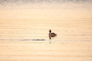 Su kuşu, gölde yüzen Grebe ibiği ve sırtında yüzen sevimli yavruları. Büyük ibikli grebe, Podiceps kristali, su kuşları familyasının bir üyesidir..