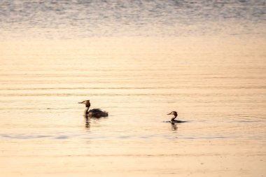 İki Büyük İbikli Yunus gölde yüzüyor. Büyük ibikli grebe, Podiceps kristali, su kuşları familyasının bir üyesidir..