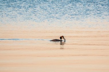 Great Crested Grebe sakin gölde gagasında balıkla yüzüyor. Büyük ibikli grebe, Podiceps kristali, su kuşları familyasının bir üyesidir..