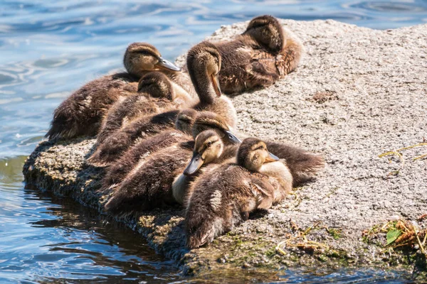 귀여운 새끼들 호숫가에 귀여움 — 스톡 사진