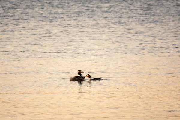 Bir çift su kuşu, Great Crested Grebe, sırtında civciv besliyor. Büyük ibikli Grebe, Podiceps kriteri