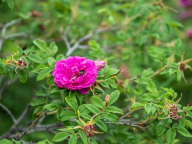 Çiçek açan gül çiçeği, çalıların üzerinde güzel pembe bir çiçek. Çiçek açan yeşilliğin güzel doğal arka planı. Doğanın doğal güzelliği.