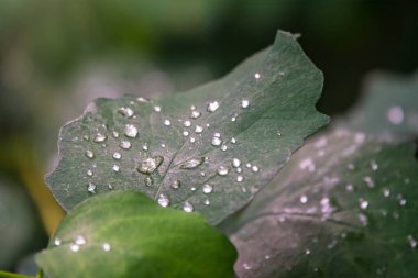 Gül yapraklarının dalında su damlası var. Yağmurdan sonra su damlalarıyla yeşil yapraklar