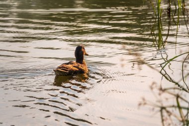 Ördek gölette yüzüyor. Suda bir ördek dişi portresi. Mallard, Lat. Anas platyrhynchos, kadın