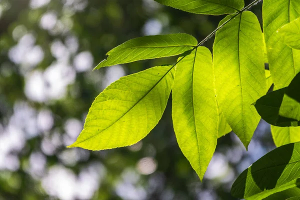 Zweig Mit Frischen Grünen Blättern Von Juglans Mandshurica Mandschurischer Walnuss — Stockfoto