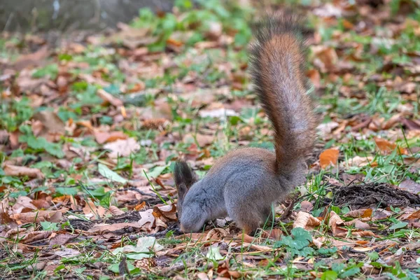 Wiewiórka Jesienią Chowa Orzechy Zielonej Trawie Opadniętymi Żółtymi Liśćmi Wiewiórka — Zdjęcie stockowe