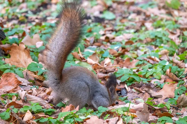 Écureuil Automne Cache Les Noix Sur Herbe Verte Avec Les — Photo