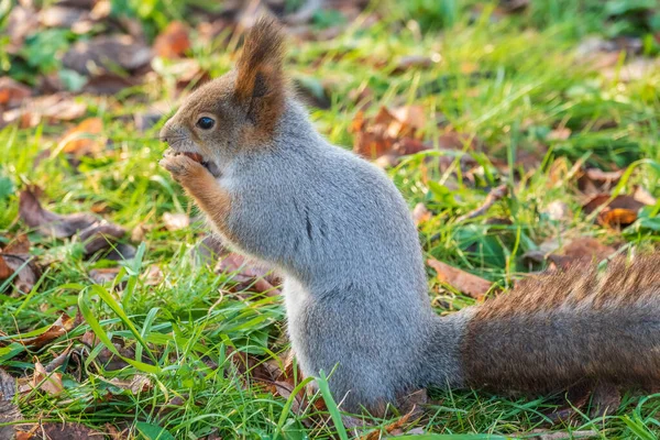 Herbsthörnchen Steht Auf Seinen Hinterbeinen Auf Grünem Gras Mit Abgefallenen — Stockfoto