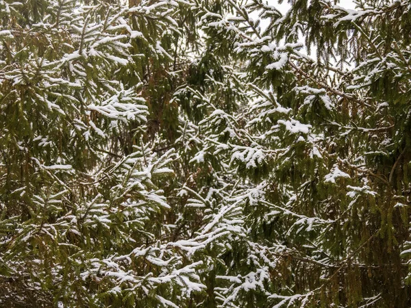 Ramos Abeto Verde Inverno Coberto Neve Ramos Abeto Como Fundo — Fotografia de Stock