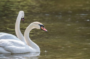 İki zarif beyaz kuğu karanlık suda yüzüyor. Dilsiz kuğu, Cygnus rengi.