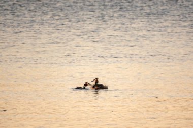 İki Büyük İbikli Yunus gölde yüzüyor. Büyük ibikli grebe, Podiceps kristali, su kuşları familyasının bir üyesidir..