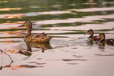Bir ördek ailesi, bir ördek ve küçük ördekleri suda yüzüyorlar. Ördek yeni doğan ördek yavrularıyla ilgilenir. Ördek yavruları hep birlikte. Mallard, lat. Anas platyrhynchos