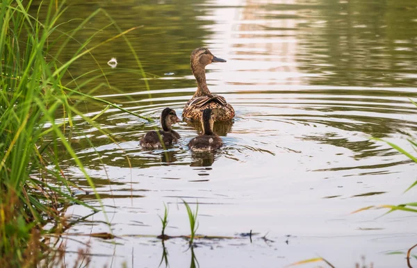 Rodzina Kaczek Kaczka Kaczątka Pływają Wodzie Kaczka Opiekuje Się Nowonarodzonymi — Zdjęcie stockowe