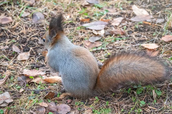 Eichhörnchen Mit Nuss Herbst Auf Grünem Gras Mit Abgefallenen Gelben — Stockfoto