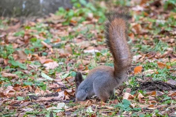 Ardilla Otoño Esconde Nueces Hierba Verde Con Hojas Amarillas Caídas — Foto de Stock