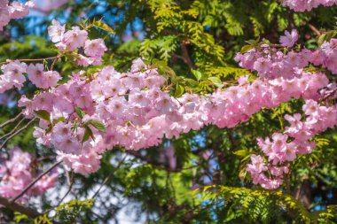 Çiçek açan pembe sakura çiçekleri. Güzel çiçekli bahar arkaplan resmi.