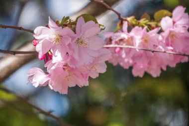 Çiçek açan pembe sakura çiçekleri. Güzel çiçekli bahar arkaplan resmi.