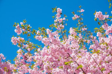 Mavi arka planda yemyeşil açan pembe sakura çiçekleri. Güzel çiçekli bahar arkaplan resmi.