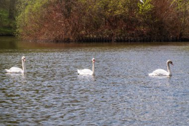 Gölde yüzen zarif beyaz kuğular, vahşi doğada yüzen kuğular. Dilsiz kuğu, Latince adı Cygnus olor.