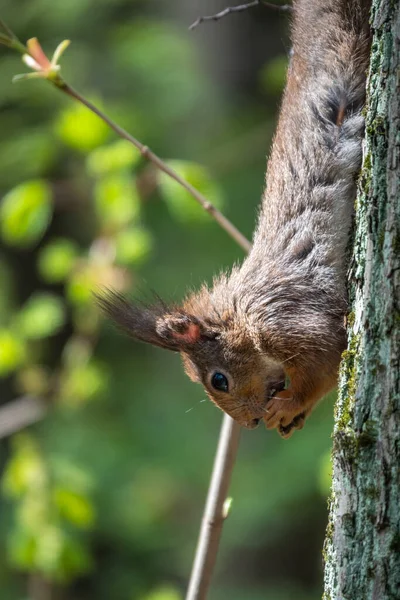 Scoiattolo Mangia Una Noce Mentre Seduto Testa Giù Tronco Albero — Foto Stock