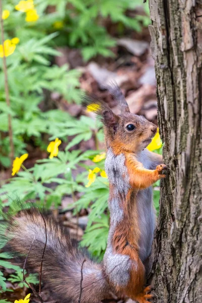 Ekorren Sitter Trädstam Våren Eurasiatisk Röd Ekorre Sciurus Vulgaris — Stockfoto