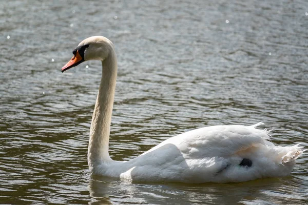 Graciös Vit Svan Som Simmar Sjö Med Mörkgrönt Vatten Den — Stockfoto