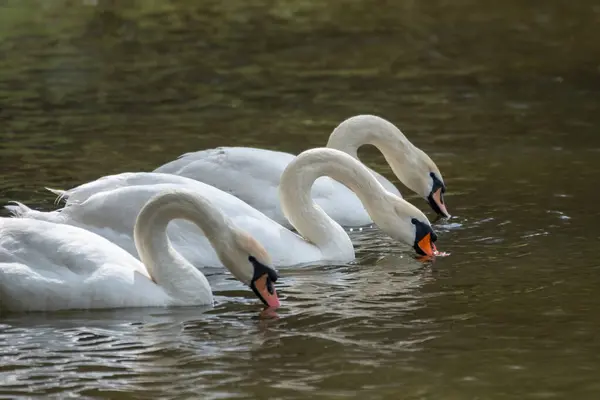 Graceful White Swans Swimming Lake Swans Wild Mute Swan Latin — Stock Photo, Image