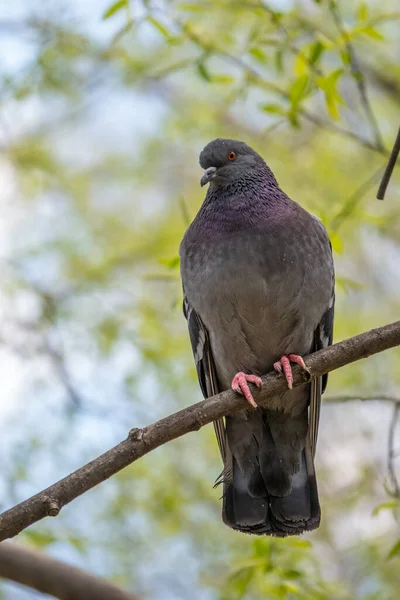 Die Dicke Taube Sitzt Auf Einem Ast Haustaubenvogel Und Verschwommener — Stockfoto