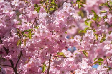 Çiçek açan pembe sakura çiçekleri. Güzel çiçekli bahar arkaplan resmi.