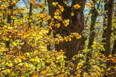 Taze yeşil yapraklı akçaağaç dalları. Kopyalama alanı ile bahar arkaplanı