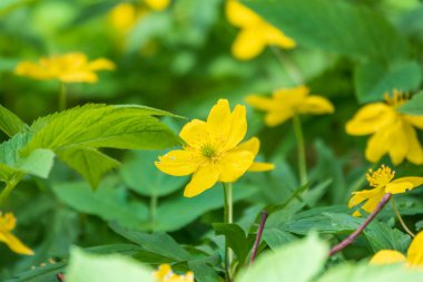 Bahar sarısı çiçekler - anemon ranunculoides, sarı anemon, sarı ahşap anemon ya da düğün çiçeği şakayığı. Baharın sarı ahşap çiçekleri.