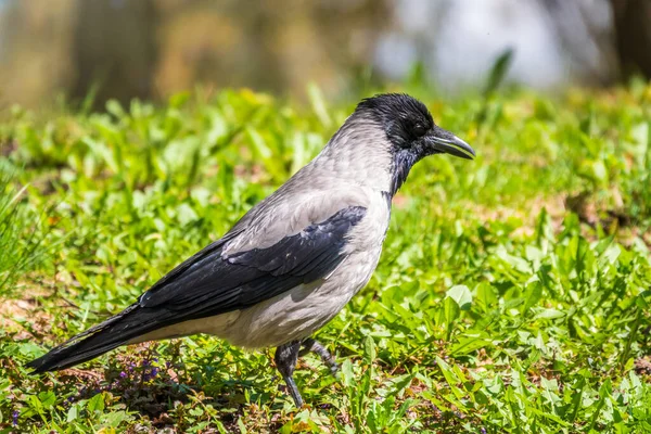 Zwarte Kraai Loopt Groen Gazon Raven Gras Wilde Vogel Weide — Stockfoto