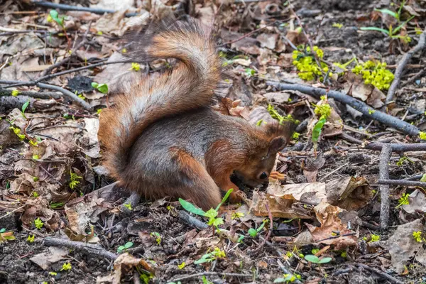 秋天或春天的松鼠 用落黄的叶子把坚果藏在绿草上 松鼠在地上寻找食物 野生动物 秋天或春天的森林 — 图库照片