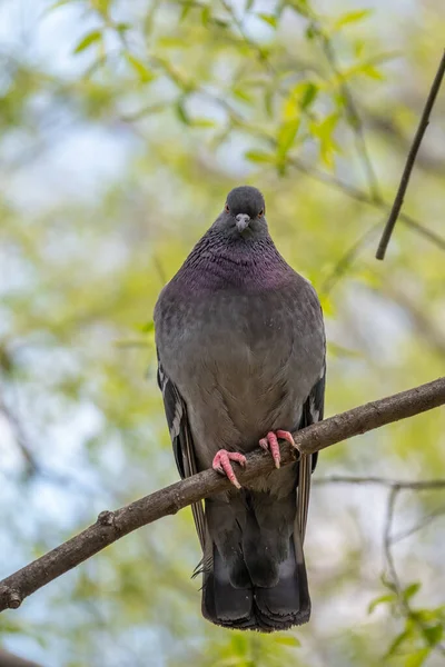 Pombo Gordo Importante Sentado Galho Pássaro Pombo Doméstico Fundo Natural — Fotografia de Stock