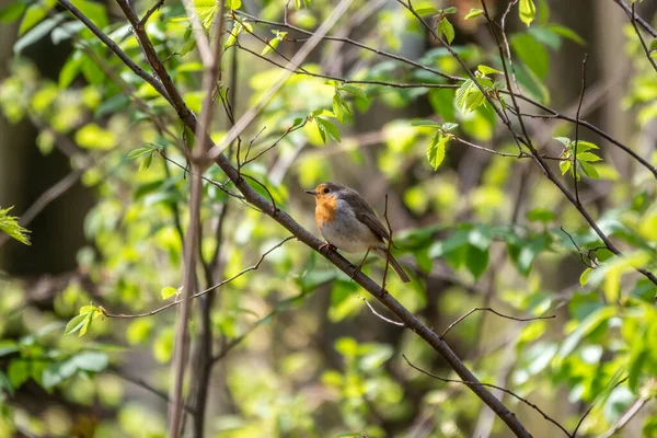 Robin Europeu Erithacus Rubecula Pássaro Canto Senta Árvore Floresta Primavera — Fotografia de Stock