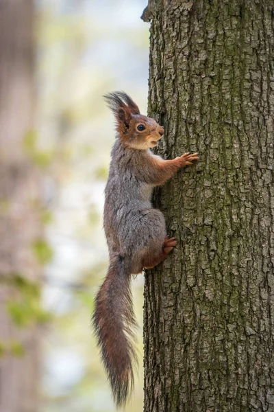 Весною Білка Сидить Стовбурі Дерева Євразійська Червона Білка Sciurus Vulgaris — стокове фото