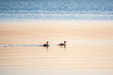 İki Büyük İbikli Yunus gölde yüzüyor. Büyük ibikli grebe, Podiceps kristali, su kuşları familyasının bir üyesidir..