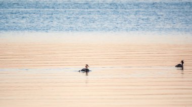 Su kuşu kuşları, yavrularla dolu büyük ibikli yaban ördeği, gölde yüzüyor. Büyük ibikli grebe, Podiceps kristali, su kuşları familyasının bir üyesidir..