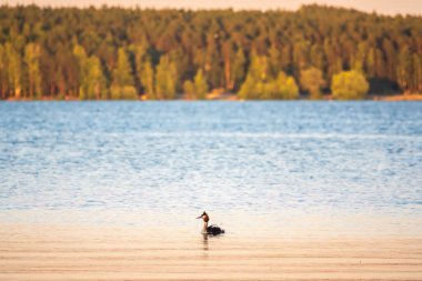 Great Crested Grebe sakin gölde yüzüyor. Büyük ibikli grebe, Podiceps kristali, su kuşları familyasının bir üyesidir..