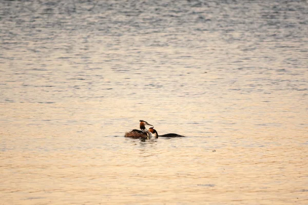 Bir çift su kuşu, Great Crested Grebe, sırtında civciv besliyor. Büyük ibikli Grebe, Podiceps kriteri