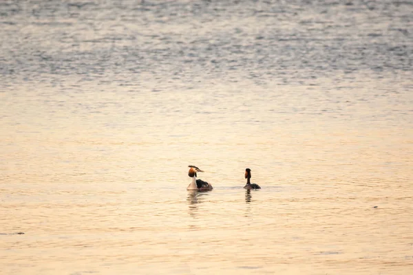 Dos Great Crested Grebes Nadan Lago Gran Grebe Cresta Podiceps —  Fotos de Stock