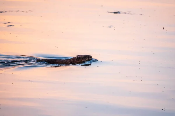 Muskrat Ondatra Zibethicuseats Simma Vid Ytan Sjön Vatten Ondatra Zibethicus — Stockfoto