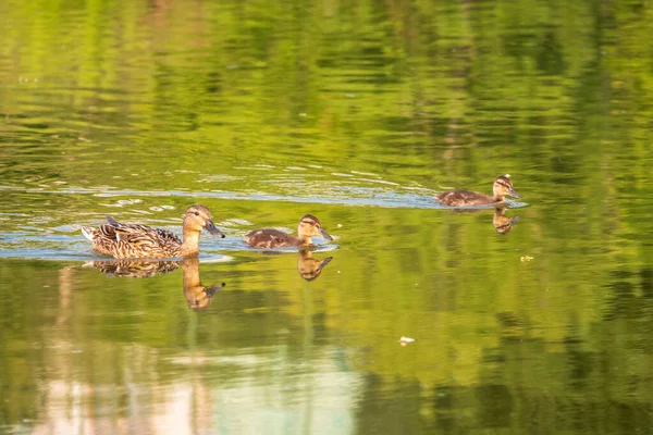 Uma Família Patos Pato Seus Pequenos Patinhos Estão Nadando Água — Fotografia de Stock