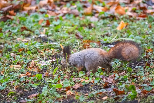 Écureuil Automne Sur Herbe Verte Aux Feuilles Jaunes Tombées — Photo