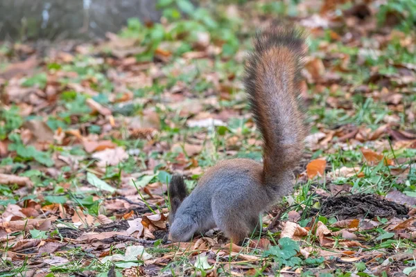 Eichhörnchen Versteckt Herbst Nüsse Auf Dem Grünen Gras Mit Abgefallenen — Stockfoto