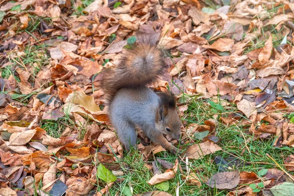 秋天的松鼠用落黄的叶子把坚果藏在绿草上 松鼠在地上寻找食物 野生动物 — 图库照片