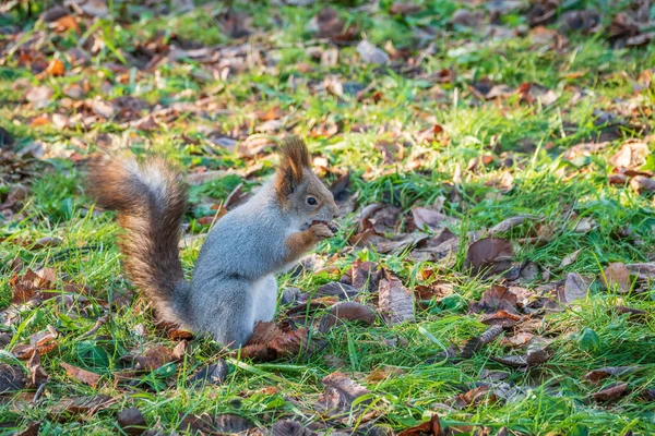 Herbsthörnchen Steht Auf Seinen Hinterbeinen Auf Grünem Gras Mit Abgefallenen — Stockfoto