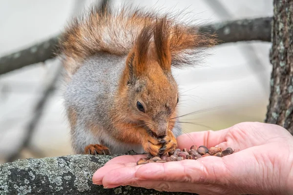 Ein Eichhörnchen Frisst Frühjahr Oder Herbst Nüsse Aus Menschlicher Hand — Stockfoto