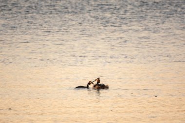 İki Büyük İbikli Yunus gölde yüzüyor. Büyük ibikli grebe, Podiceps kristali, su kuşları familyasının bir üyesidir..